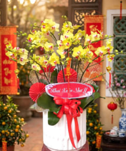 Chậu lan hồ điệp mini 7 bầu vàng đẹp