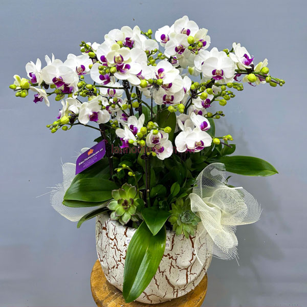 Chậu lan hồ điệp mini 7 bầu