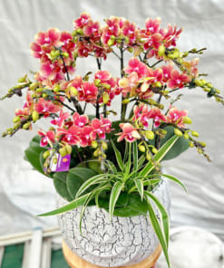 Chậu lan hồ điệp mini 7 bầu mang đến sự thịnh vượng