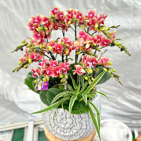 Chậu lan hồ điệp mini 7 bầu mang đến sự thịnh vượng