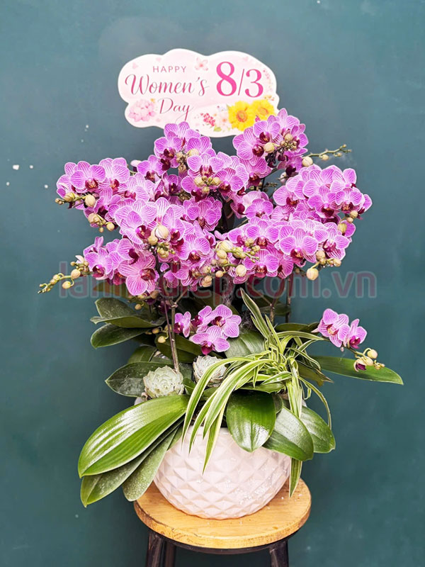 Chậu lan hồ điệp tặng phụ nữ