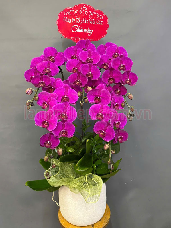 Chậu lan hồ điệp tím chúc mừng khai trương