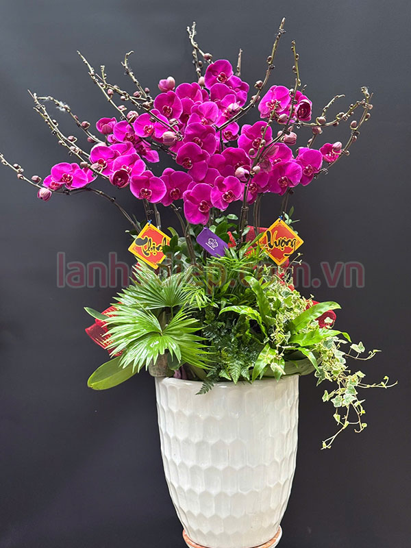 Chậu lan hồ điệp tím làm quà tặng Tết