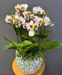 Chậu lan hồ điệp trắng mini 3 bầu 8 cành đẹp