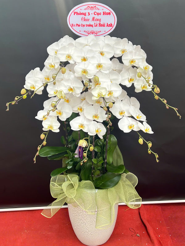 Chậu lan hồ điệp trắng mừng thăng chức
