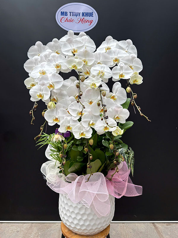 Chậu lan hồ điệp trắng tặng đối tác
