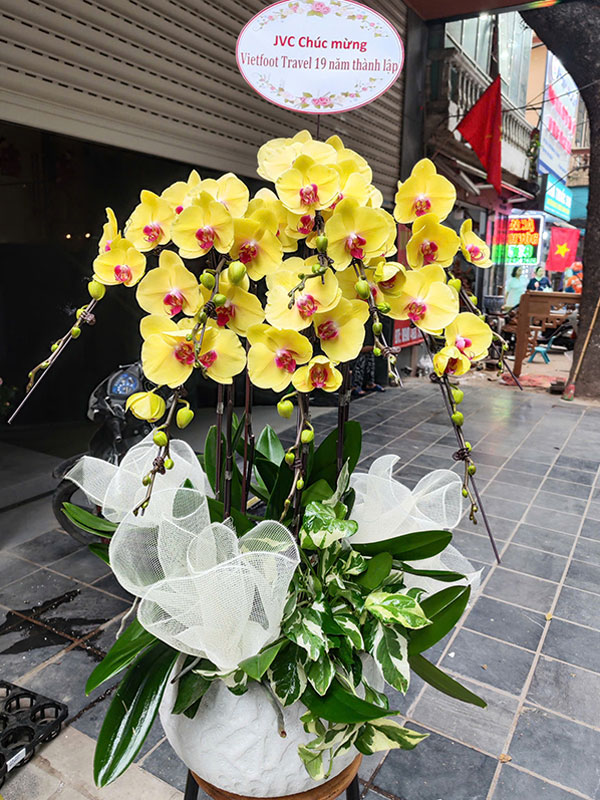 Chậu lan hồ điệp vàng chúc mừng ngày thành lập công ty