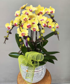 Chậu lan hồ điệp vàng mini 3 bầu 6 cành