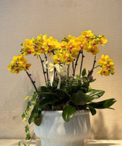 Chậu lan hồ điệp vàng mini đẹp 7 bầu