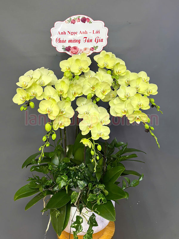 Chậu lan hồ điệp xanh bơ tặng tân gia