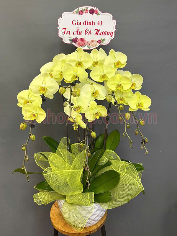 Chậu lan hồ điệp xanh táo tri ân thầy cô