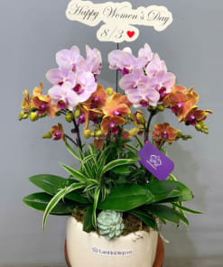 Chậu lan hồ điệp mini đa sắc đẹp