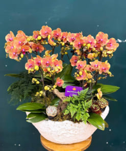 Chậu lan tiểu hồ điệp cam 6 bầu