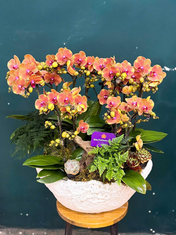 chau-lan-tieu-ho-diep-cam-6-bau Chậu lan tiểu hồ điệp cam 6 bầu