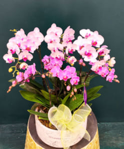 Chậu tiểu hồ điệp 5 bầu đẹp mừng khai trương