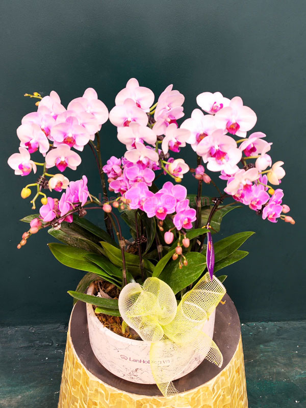 chau-tieu-ho-diep-5-bau-dep-mung-khai-truong Chậu tiểu hồ điệp 5 bầu đẹp mừng khai trương