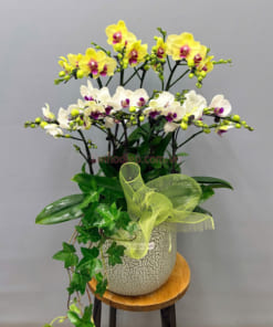 Chậu tiểu hồ điệp 5 bầu được trang trí đẹp mặt trang trí nội thất văn phòng