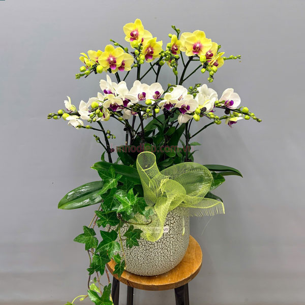 Chậu tiểu hồ điệp 5 bầu được trang trí đẹp mặt trang trí nội thất văn phòng