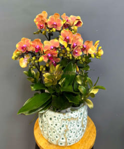 Chậu tiểu hồ điệp cam 3 bầu 6 cành