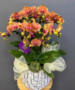 Chậu tiểu hồ điệp cam 3 bầu 8 cành