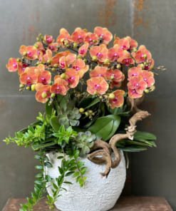 Chậu tiểu hồ điệp cam 6 bầu đẹp