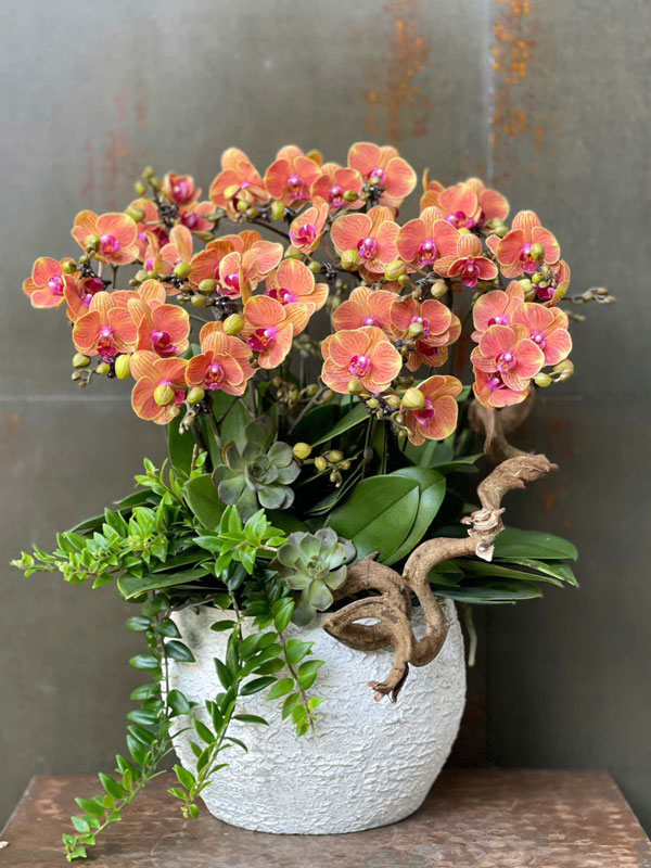 chau-tieu-ho-diep-cam-6-bau-dep Chậu tiểu hồ điệp cam 6 bầu đẹp