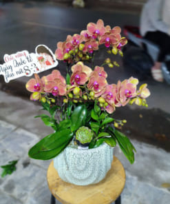 Chậu tiểu hồ diệp 3 bầu cam tặng 8 tháng 3