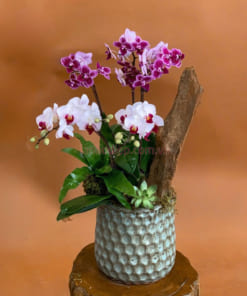 Chậu tiểu hồ điệp đa sắc 3 bầu mang ý nghĩa tốt đẹp