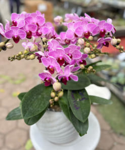 Chậu tiểu hồ điệp hồng 3 bầu đẹp