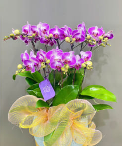 Chậu tiểu hồ điệp hồng 5 gốc đẹp