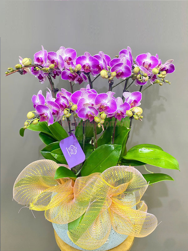 chau-tieu-ho-diep-hong-5-goc-dep Chậu tiểu hồ điệp hồng 5 gốc đẹp