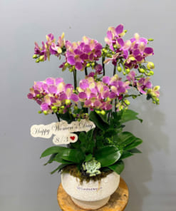 Chậu tiểu hồ điệp hồng 5 gốc làm quà tặng 8/3 ý nghĩa