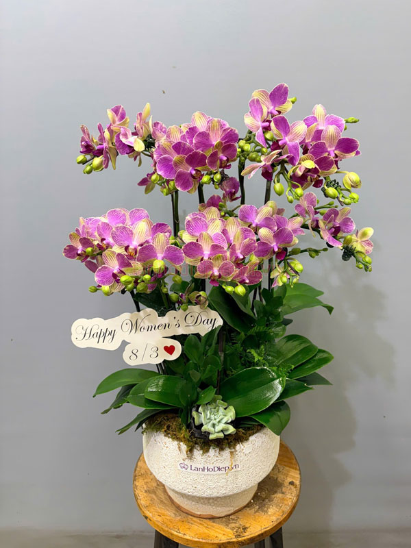 Chậu tiểu hồ điệp hồng 5 gốc làm quà tặng 8/3 ý nghĩa