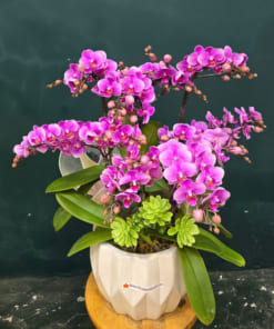 Chậu tiểu hồ điệp tím 3 bầu đẹp