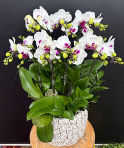 Chậu tiểu hồ điệp trắng 3 bầu 8 cành