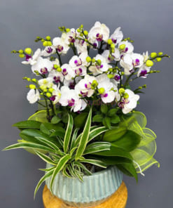 Chậu tiểu hồ điệp trắng 5 gốc đẹp mang đến nhiều may mắn