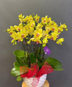 Chậu tiểu hồ điệp vàng mini 5 bầu đẹp