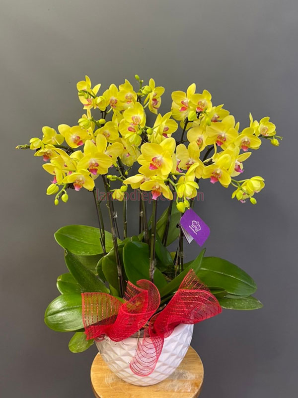 chau-tieu-ho-diep-vang-mini-5-bau-dep Chậu tiểu hồ điệp vàng mini 5 bầu đẹp