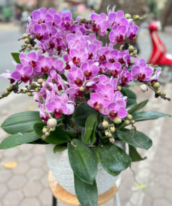 Đặc điểm chậu 7 bầu lan hồ điệp mini