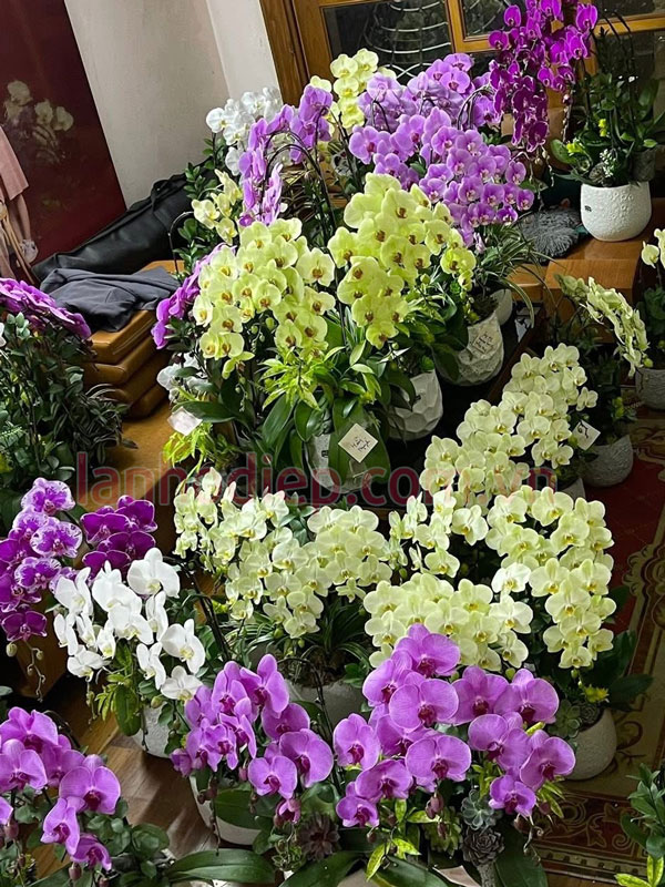 Địa chỉ thu mua lan hồ điệp giá tốt tại Hà Nội