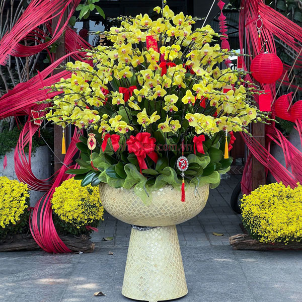 Dịch vụ thu mua lan hồ điệp sau khi trưng Tết giá tốt