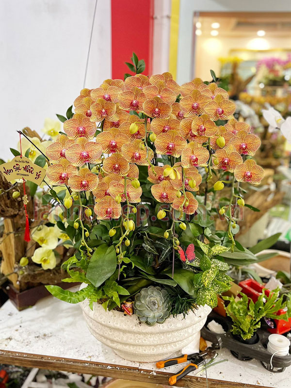 Hỗ trợ chăm sóc lan hồ điệp sau Tết