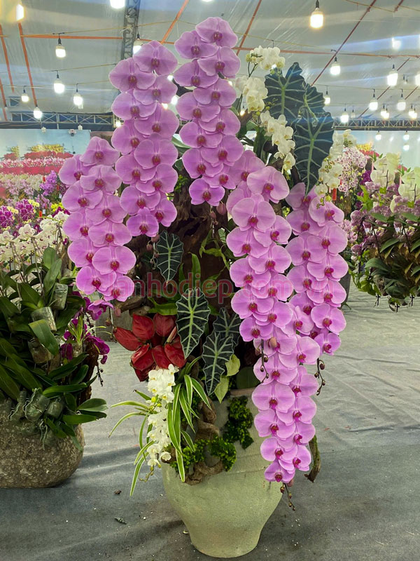 Hoa lan hồ điệp hồng Vip ghép gốc lũa trang trí nội thât