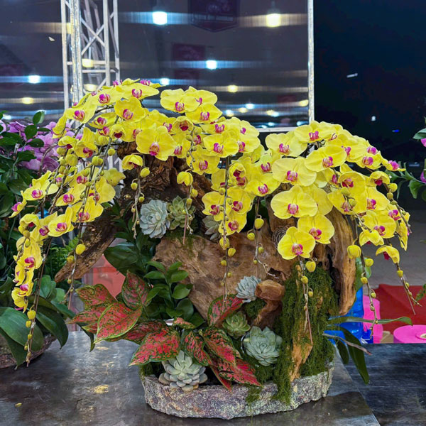 Hoa lan hồ điệp ghép gỗ lũa đẹp