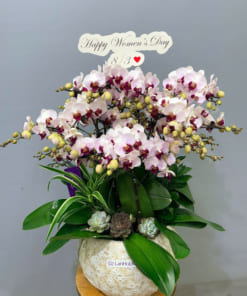 Hướng dẫn cách chăm sóc chậu liểu hồ điệp tươi lâu