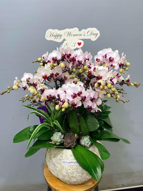 Hướng dẫn cách chăm sóc chậu liểu hồ điệp tươi lâu