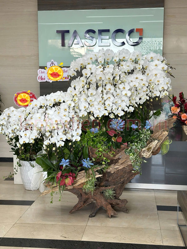 Hướng Dẫn Chăm Sóc Lan Hồ Điệp Sau Tết Đúng Cách