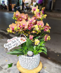 Hướng dẫn cách chăm sóc tiểu hồ điệp tươi lâu