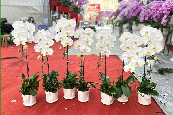 Khám phá bộ sưu tập chậu lan hồ điệp phân theo số cành