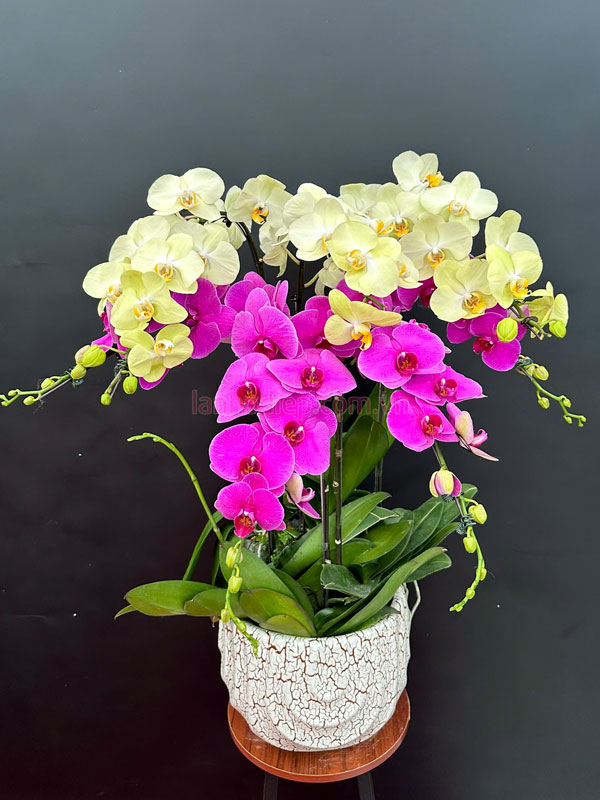 Khám phá bộ sưu tập hoa lan hồ điệp phân loại theo số cành